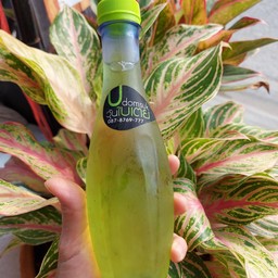 น้ำวุ้นใบเตย