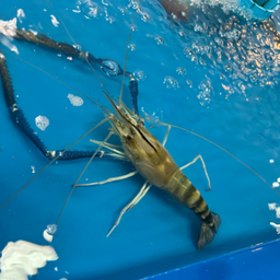 กุ้งใหญ่5ขีด