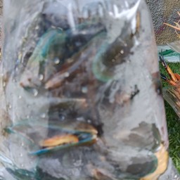 หอยแมงภู่อบสมุนไพร