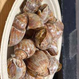 หอยหวานเผา (เล็ก)