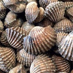 หอยแครงลวก ครึ่ง กก.