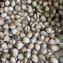 หอยตัวใหญ่ๆ