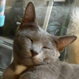 ยังไหวค่ะแม่แค่แอบมางีบแปปนุง