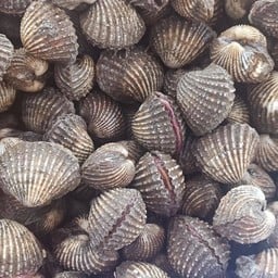 หอยแครงลวก 1กิโล