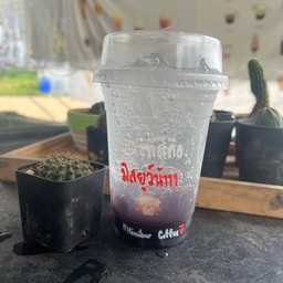 บลูเบอร์รี่