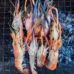 ชนโคกุ้งเป็นเผา