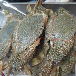 ปูม้า