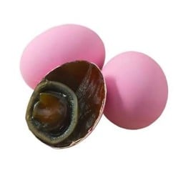 ไข่เยี่ยวม้า