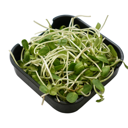 ต้นอ่อนทานตะวัน