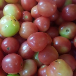 มะเขือเทศ