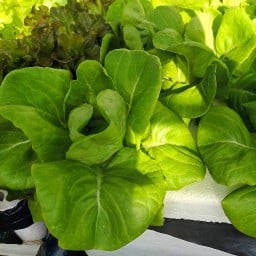 คุณอัญผักสลัดไฮโดรโปนิกส์