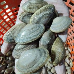 หอยลายใหญ่