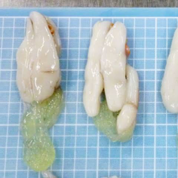 เพิ่ม ไข่หมึก