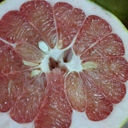 ครัวมาช่า