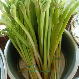 ก้านจองลวก