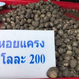 ก้ามทองกุ้งเป็น กุ้งเผา&หอยนางรมสดๆ