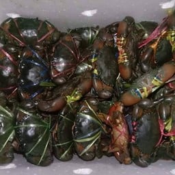 ปูเนื้อ ไซส์ 6-8 ตัวโล ปูเป็นๆ