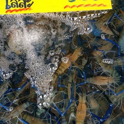 ร้านโก๋ตี๋กุ้งเผา กุ้งสด อาหารทะเล - วัดบางบ่อ วัดบางบ่อ