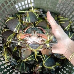 ปูไข่ไซส์ 4-5 ตัวโล