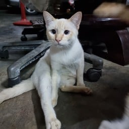 ทิปให้หนูเหล่ หัวหน้าลูกน้อง