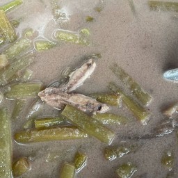 ข้าวแกงเจ้แอน