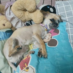 ข้าวปุ้น