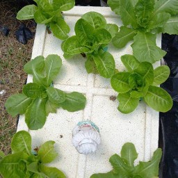 ผักไฮโดรสวนน้องอัลมอนด์