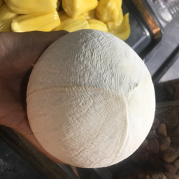 มะพร้าว กลาง