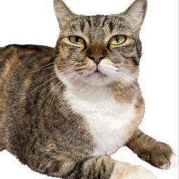 กะเพราพริกแห้งแซ่บ ซี๊ด Cat Meow Meow (อุดหนุนเค๊าโหน่ยยค่าอาหารเปียกและขนมเลีย)😂