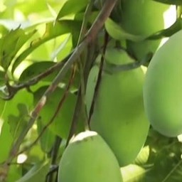 มะม่วงเปรี้ยว ( ชั่งกิโล )