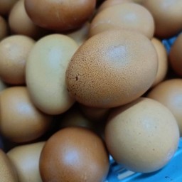 ไข่ไก่