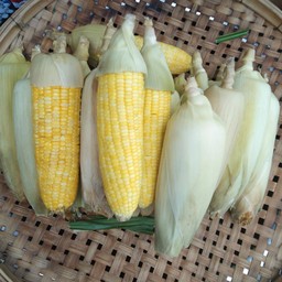 ต.ตั๊กปิ้งย่าง ก.ม13