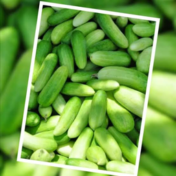 หากลูกค้าต้องการเพิ่มผัก ( แตงกวา)