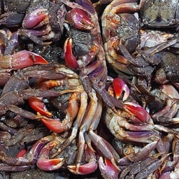 ก๋วยเตี๋ยวเย็นตาโฟลูกชิ้นปลาอรุณีย์บางบ่อ บางบ่อ