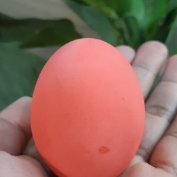 ไข่เยี่ยวม้า 1 ฟอง