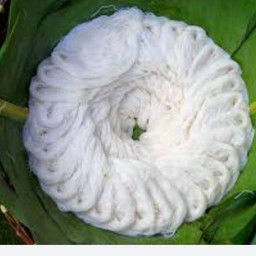 ขนมจีนเปล่าเปล่า