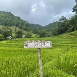 นาขั้นบันได บ้านลิไข่