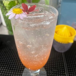 ROSE PEACH SODA