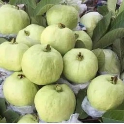 ฝรั่งกิมจู