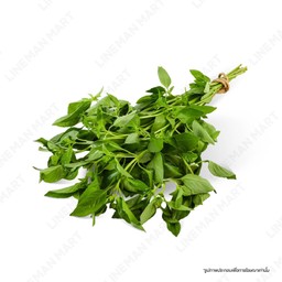 ใบแมงลัก 1กำ