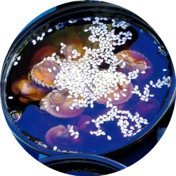 เนื้อหอยแครงดอง