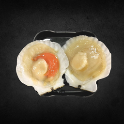 หอยเชลล์ญี่ปุ่น