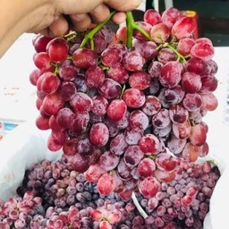 องุ่นแดงญี่ปุ่ญร่วง 1ถุง