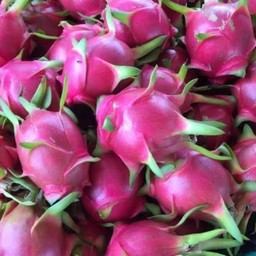 แก้วมังกร มาเลเซีย1 ก.ก ไซส์ใหญ่เบอร์สวย