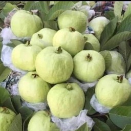 ฝรั่งกิมจูไร้เมล็ด 1กิโลกรัม