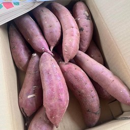 มันหวานญี่ปุ่น Beni Haruka