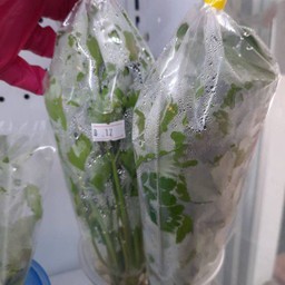 ขึ้นฉ่าย 1 กำ