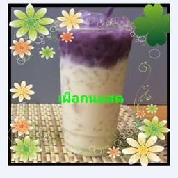 เผือกนมสด