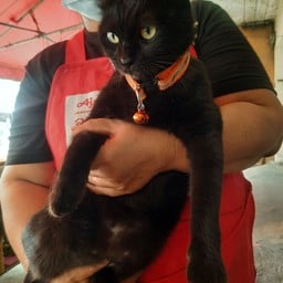 ร้านส้มตำแม่อุบล เคหะท่าจีน