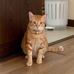 เรียนคุณลูกค้าทุกท่าน..meaow